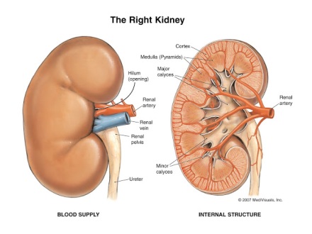 kidney large
